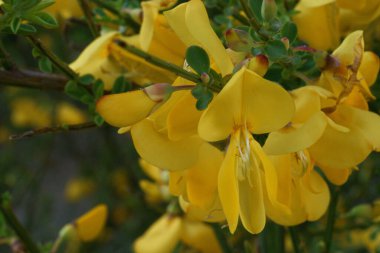 Çiçek, doğa, açık hava.