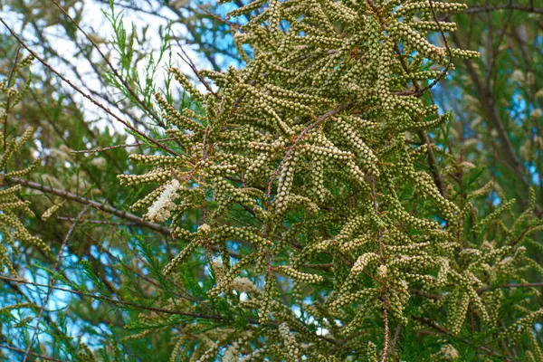 Flower Plant Nature Outdoor Fresh — стоковое фото