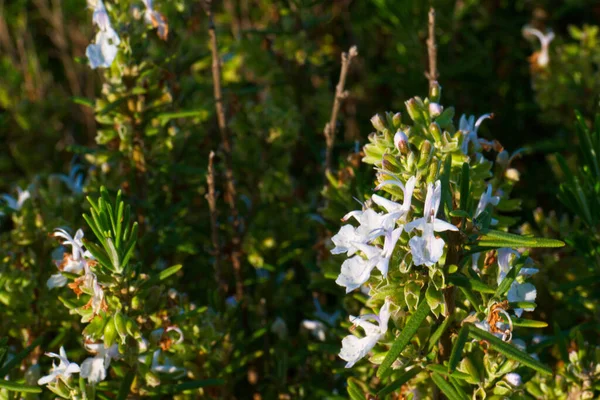 Flower Plant Nature Outdoor Fresh — стоковое фото