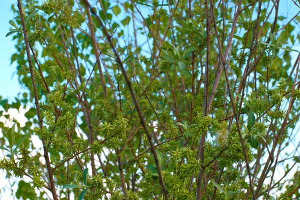 Blomma Växt Natur Utomhus Färsk — Stockfoto