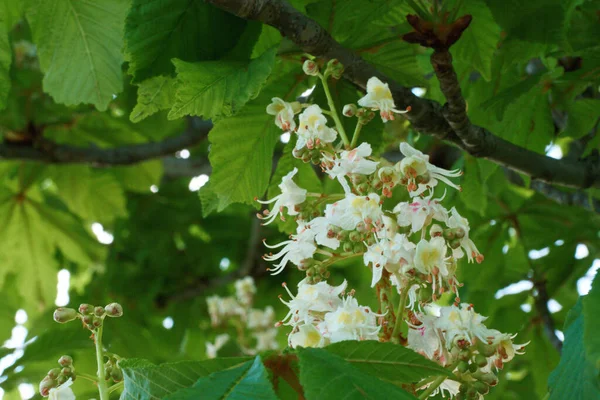 Fleur Plante Nature Extérieur Frais — Photo