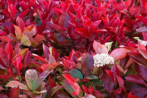 Bloemplant Natuur Outdoor Vers — Stockfoto