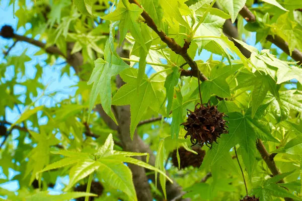 Kwiat Roślina Natura Zewnątrz Świeże — Zdjęcie stockowe