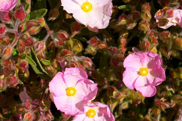 Kwiat Roślina Natura Zewnątrz Świeże — Zdjęcie stockowe