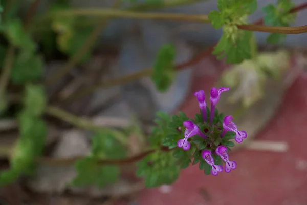 Flor Planta Naturaleza Aire Libre Fresco —  Fotos de Stock