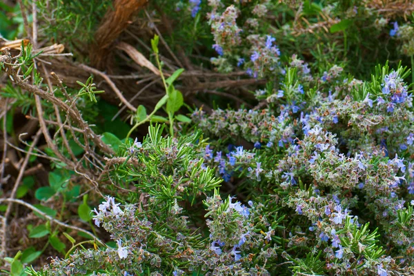 Flower Plant Nature Outdoor Fresh — Stock Photo, Image