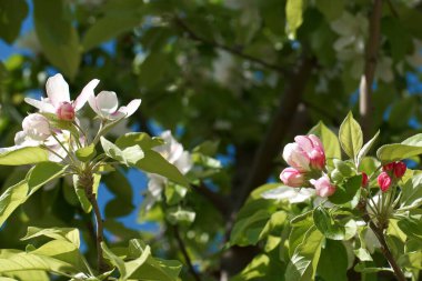 Doğa çiçekleri ilkbahar bitkileri. 