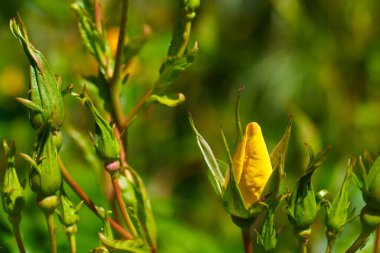 Doğa çiçekleri ilkbahar bitkileri. 
