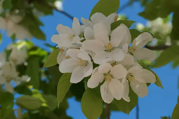 Kwiaty Zewnątrz Natura Rośliny Wiosna Łąka Flora — Zdjęcie stockowe
