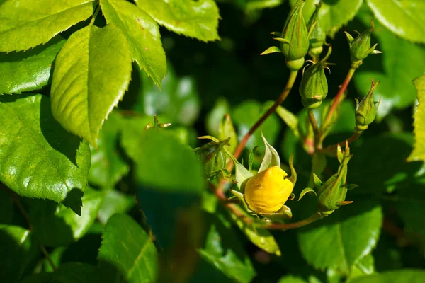 Kwiaty Zewnątrz Natura Rośliny Wiosna Łąka Flora — Zdjęcie stockowe