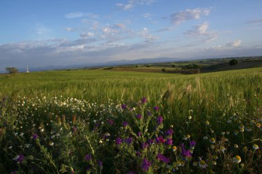 Tarlalar doğa yeşil flora baharı ekiyor