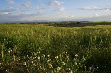 Tarlalar doğa yeşil flora baharı ekiyor
