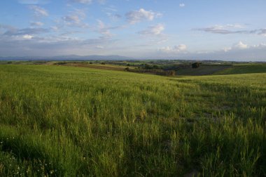 Tarlalar doğa yeşil flora baharı ekiyor