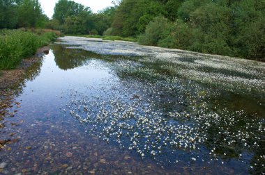 manzara manzara doğa ağaçları çiçekler nehir suyu pınarı