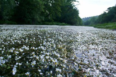 manzara manzara doğa ağaçları çiçekler nehir suyu pınarı