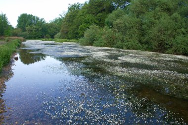 manzara manzara doğa ağaçları çiçekler nehir suyu pınarı