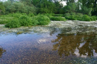 landscape view nature trees flowers river water spring