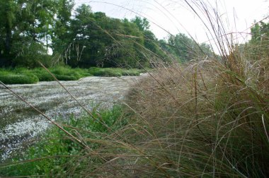 manzara manzara doğa ağaçları çiçekler nehir suyu pınarı