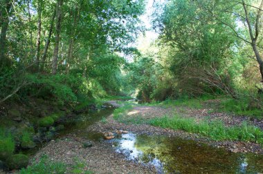 manzara manzara doğa ağaçları çiçekler nehir suyu pınarı