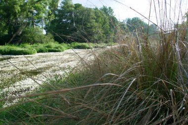 manzara manzara doğa ağaçları çiçekler nehir suyu pınarı