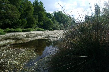 manzara manzara doğa ağaçları çiçekler nehir suyu pınarı