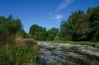 manzara manzara doğa ağaçları çiçekler nehir suyu pınarı