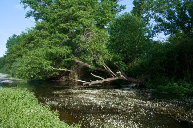 manzara manzara doğa ağaçları çiçekler nehir suyu pınarı