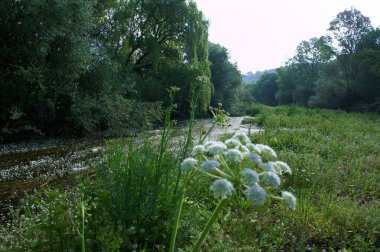 manzara manzara doğa ağaçları çiçekler nehir suyu pınarı