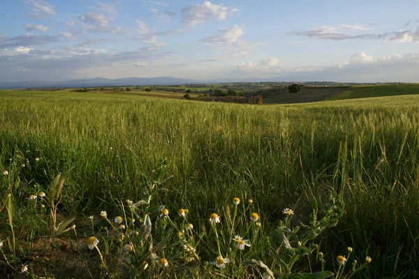 Tarlalar doğa yeşil flora baharı ekiyor