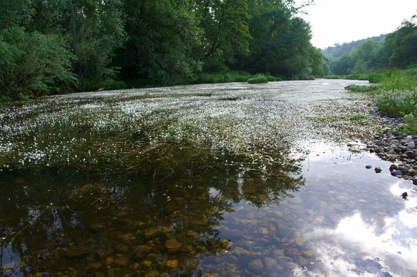 manzara manzara doğa ağaçları çiçekler nehir suyu pınarı