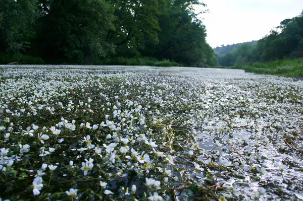 manzara manzara doğa ağaçları çiçekler nehir suyu pınarı