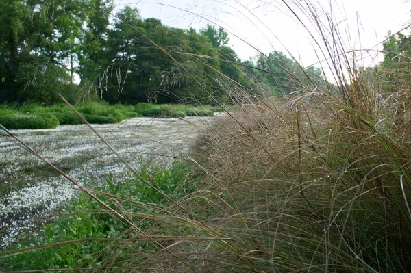 Paisaje Naturaleza Árboles Flores Río Agua Manantial — Foto de Stock