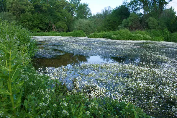 Landschap Uitzicht Natuur Bomen Bloemen Rivier Water Bron — Stockfoto