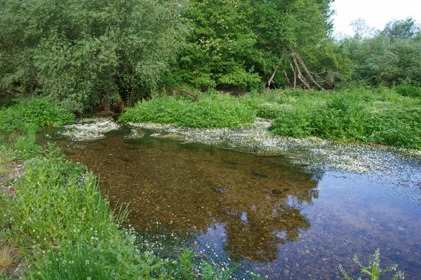 manzara manzara doğa ağaçları çiçekler nehir suyu pınarı