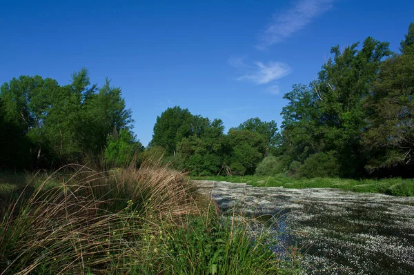 manzara manzara doğa ağaçları çiçekler nehir suyu pınarı