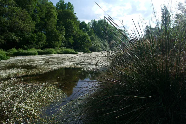 manzara manzara doğa ağaçları çiçekler nehir suyu pınarı