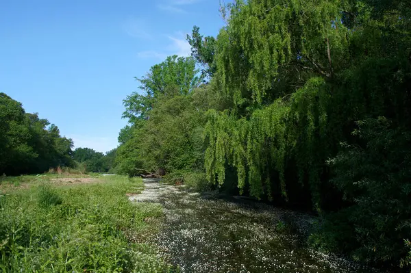 Krajobraz Widok Natura Drzewa Kwiaty Rzeka Woda Wiosna — Zdjęcie stockowe