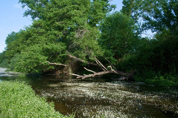 manzara manzara doğa ağaçları çiçekler nehir suyu pınarı