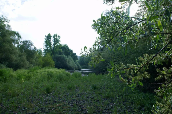 Landskap Utsikt Natur Träd Blommor Flod Vatten Källa — Stockfoto