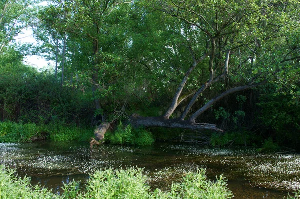 Paisagem Vista Natureza Árvores Flores Rio Água Primavera — Fotografia de Stock