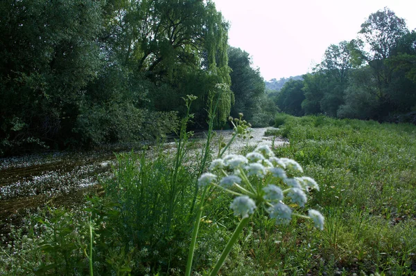 manzara manzara doğa ağaçları çiçekler nehir suyu pınarı