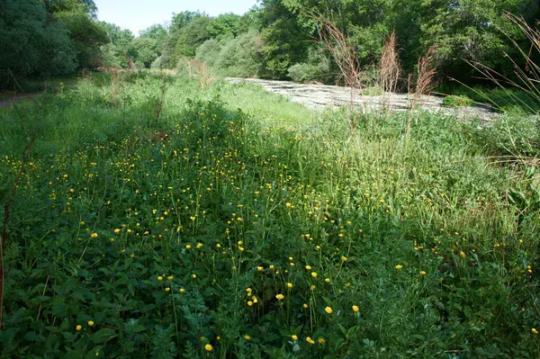 Landscape View Nature Trees Flowers River Water Spring — Fotografia de Stock