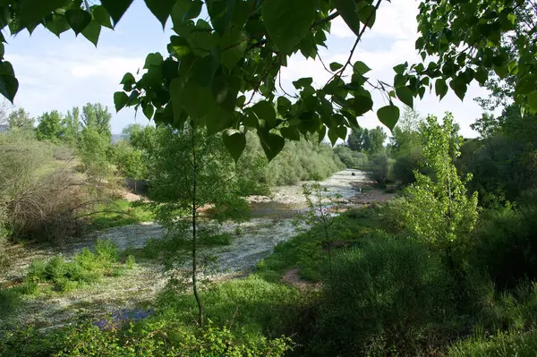 Krajobraz Widok Natura Drzewa Kwiaty Rzeka Woda Wiosna — Zdjęcie stockowe