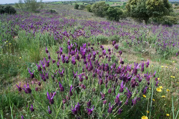 Doğa çiçekleri ilkbahar bitkileri. 