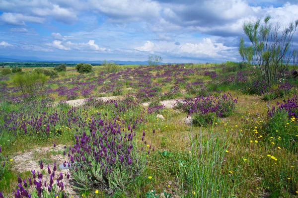 Doğa çiçekleri ilkbahar bitkileri. 