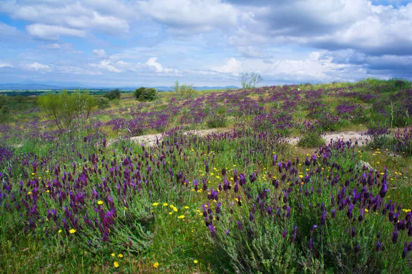 Doğa çiçekleri ilkbahar bitkileri. 
