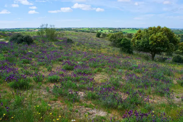 Doğa çiçekleri ilkbahar bitkileri. 