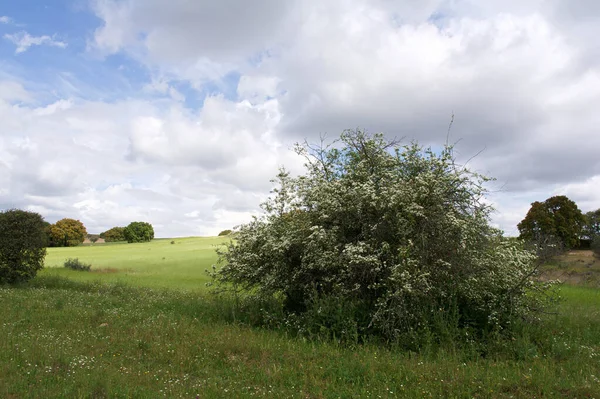 Tarlalar doğa yeşil flora baharı ekiyor