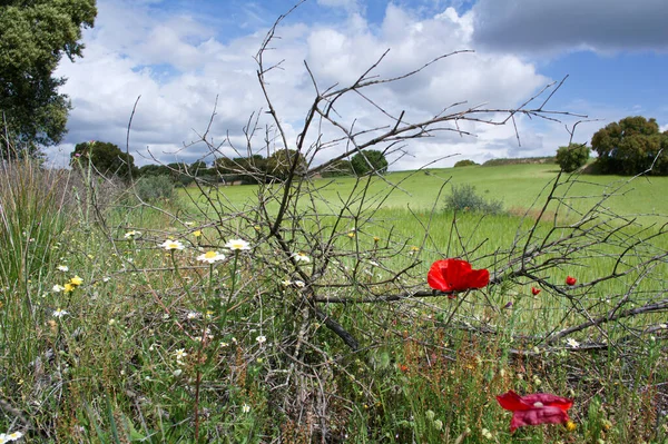 Tarlalar doğa yeşil flora baharı ekiyor