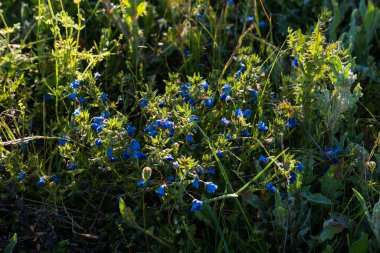 Çiçekler çayır baharı doğal doğa doğa bitki örtüsü